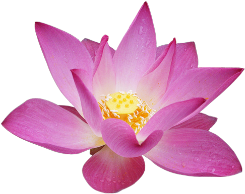Lotus Flower Clipart - Magical Book Of Affirmations: 405 Powerful Affirmations (500x434)