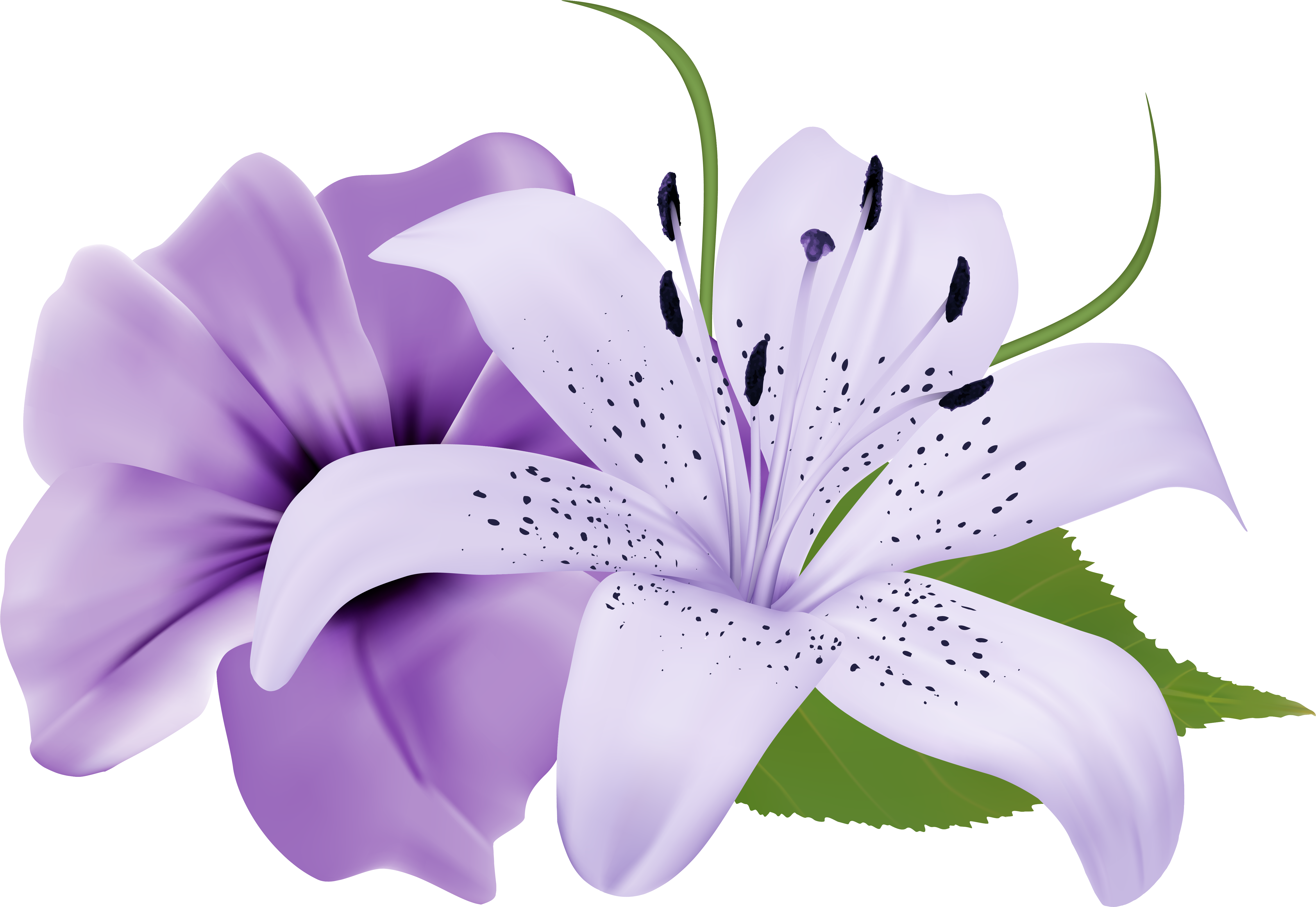 Purple Two Exotic Flowers Png Clipart Image - Easter Lily Flowers Background (5964x4103)