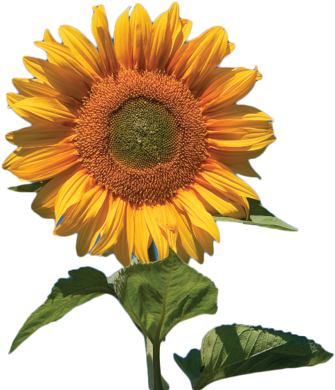 Sunflower Flower Free Png Transparent Images Free Download - Skyscraper Giant Sunflower 50+ Seeds (792x612)