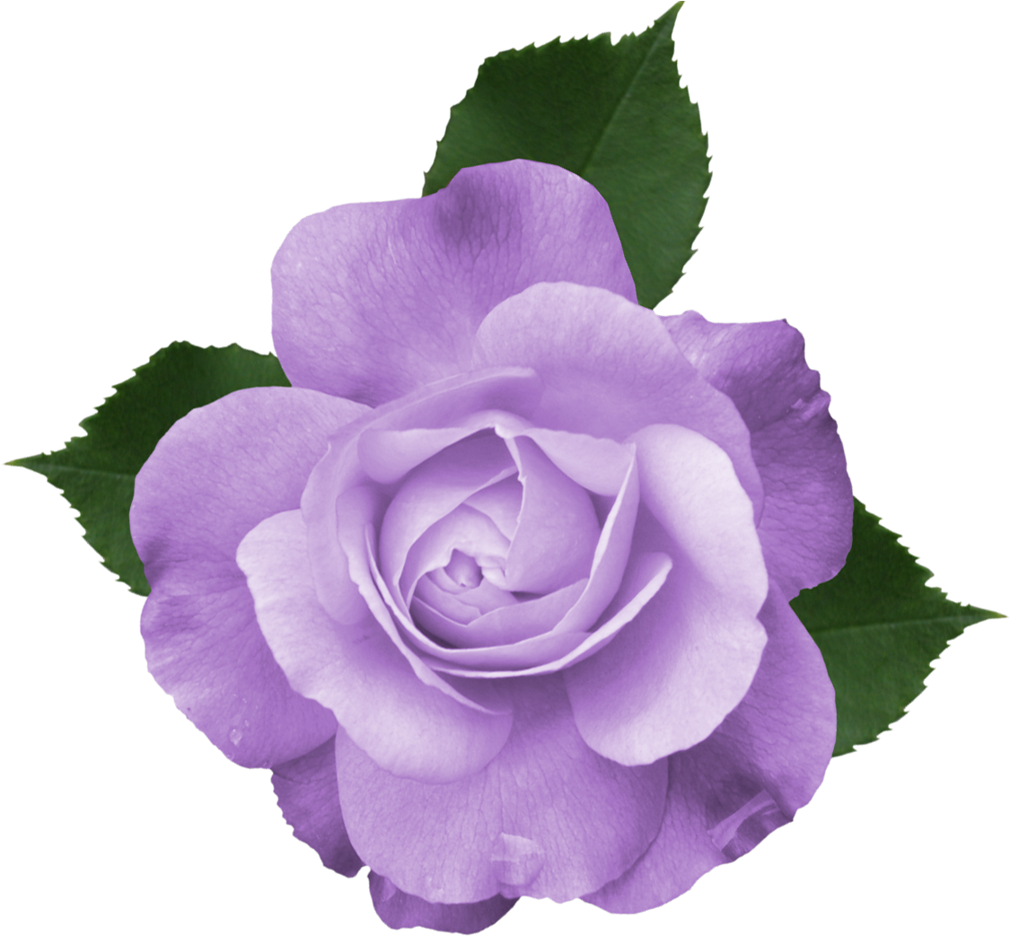 Purple Rose Clipart Transparent Background - Purple Rose Vector Png (1141x1070)