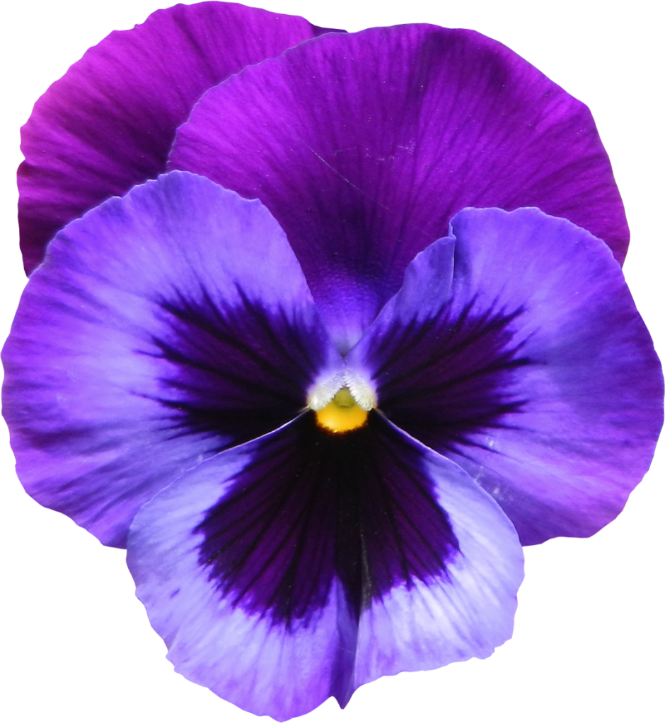 Purple Rose Clipart Transparent Background - Violet Flower (940x1023)