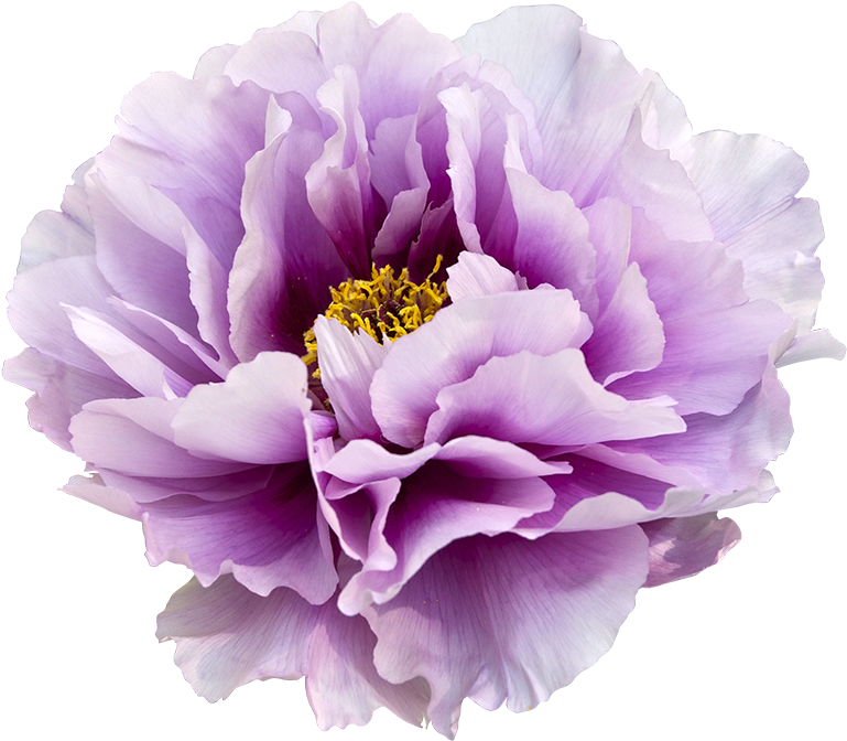 Violet Clipart Transparent Background - Peony Purple (1000x684)