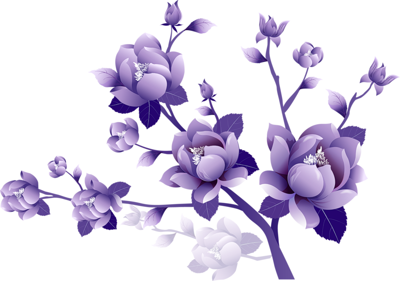 Purple Rose Clipart Transparent Background - Purple Flowers Transparent Background (800x562)