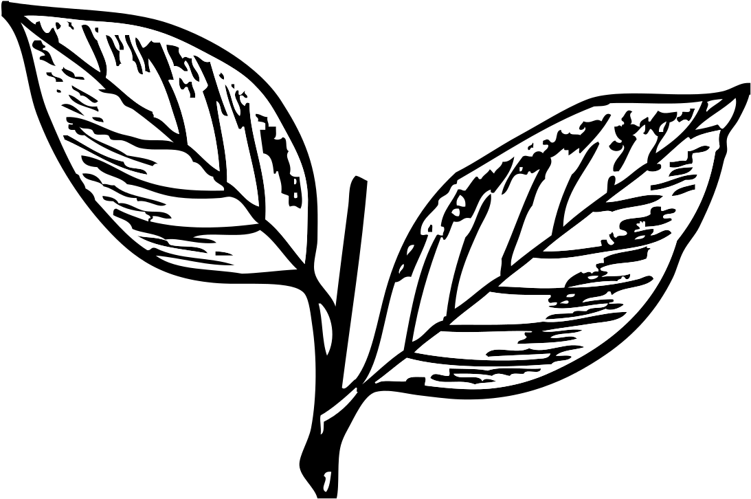 Indian Election Symbol Two Leaves - All India Anna Dravida Munnetra Kazhagam Symbol (1280x907)