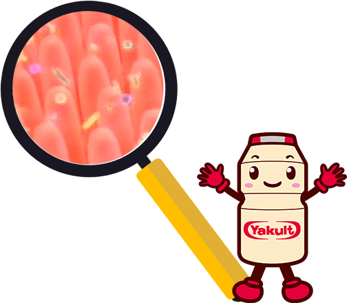 Yakult Digestive Drink - Digestive System Cartoons Transparent (504x440)