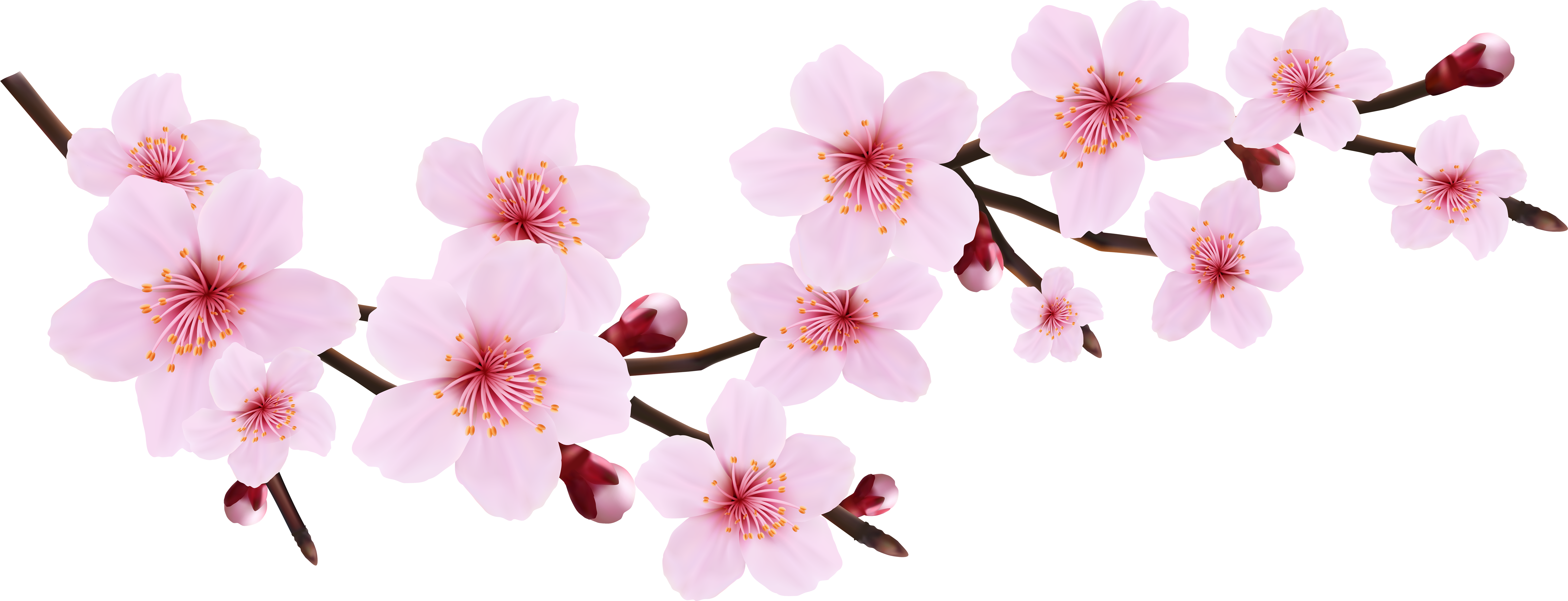 Blossom Spring Pink Twig Transparent Png Clip Art Image - Blossom Spring Pink Twig Transparent Png Clip Art Image (8000x3195)