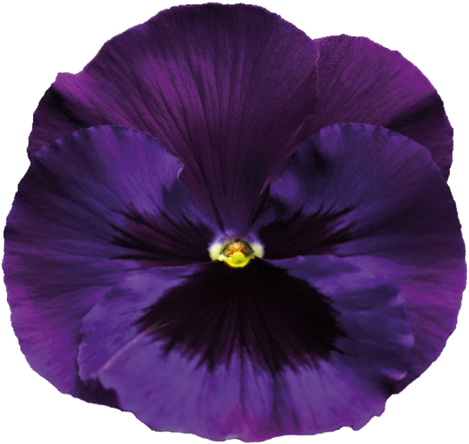 Violet Clipart Transparent Background - Purple Flower No Background (1000x1042)