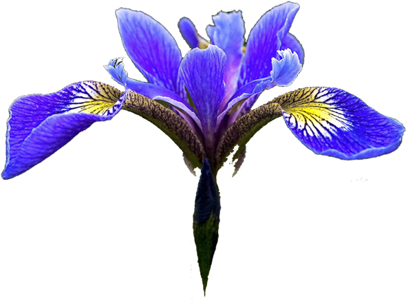 Purple Iris Flower Clipart - Blue Iris Flower Png (614x480)