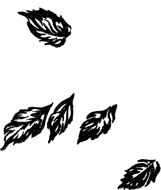 Leaves Image Botanical Clip Art - Illustration (787x897)