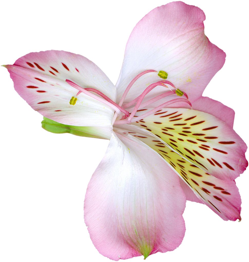 Pink Transparent Lily Flower Png Clipart - Pink Transparent Lily Flower Png Clipart (970x1023)