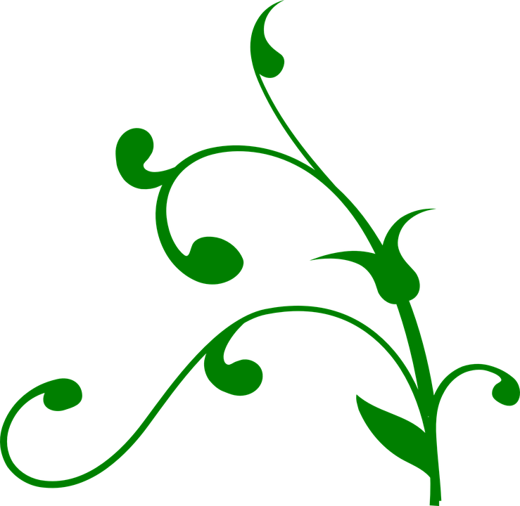 Flower Vine Clipart - Tree Branch Clip Art (739x720)