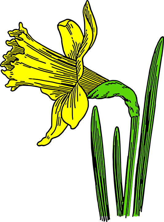 Daffodil Image 9, Buy Clip Art - Animated Pictures Of Daffodils (533x720)
