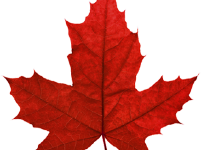 Canada Maple Leaf Png Transparent Images - Sugar Maple Leaf (640x480)