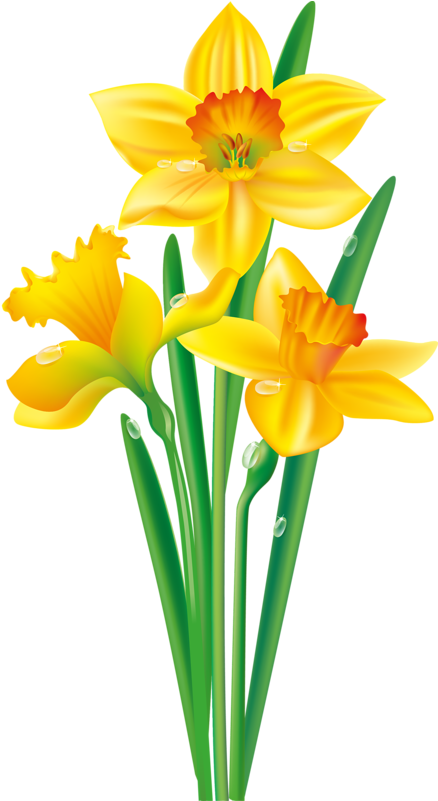 Daffodil Flower Clip Art (458x800)