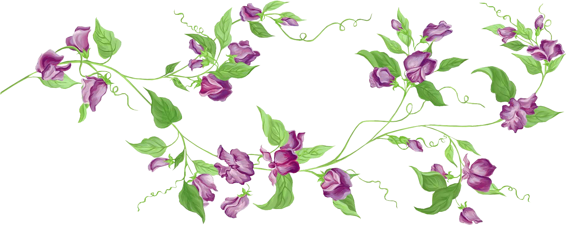 Purple Rose Clipart Vine - Flower Vine Transparent Background (1824x764)