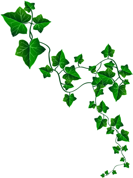 Vine Clipart Contentment - Alpha Kappa Alpha Ivy (447x600)