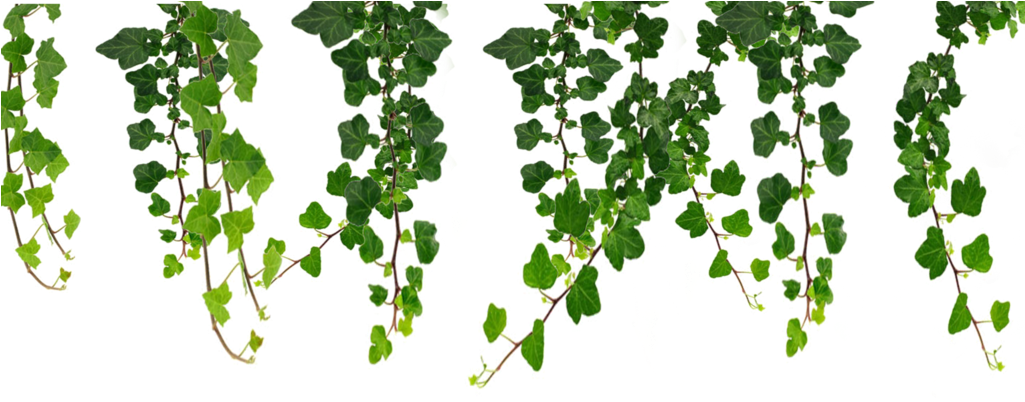 Jungle Vines Clip Art (1024x819)