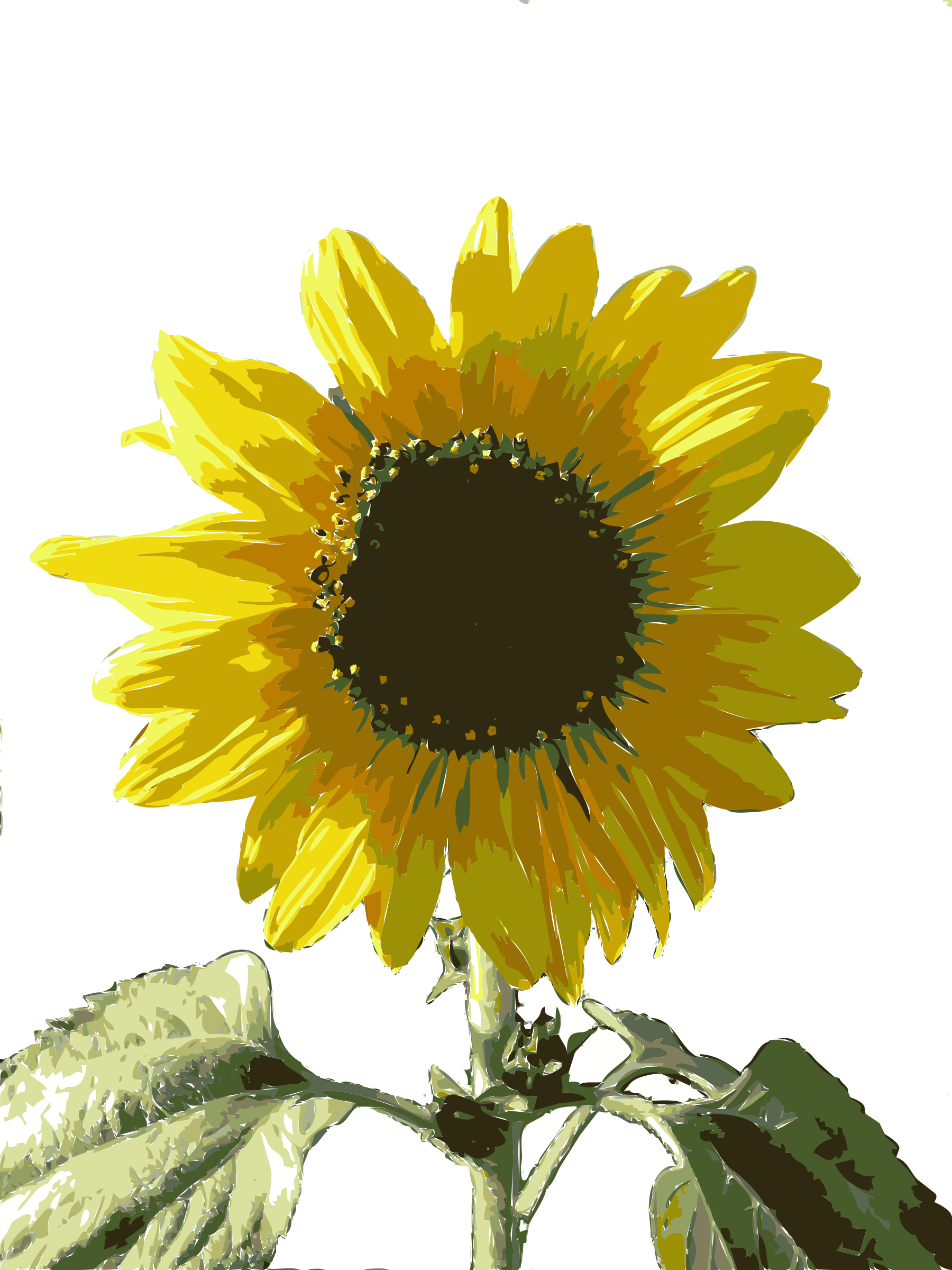 Sunflower Clipart Girasol - Clip Art (1800x2400)