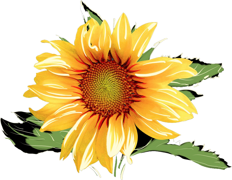 Common Sunflower Watercolor Painting - Sunflower Watercolor (1024x775)