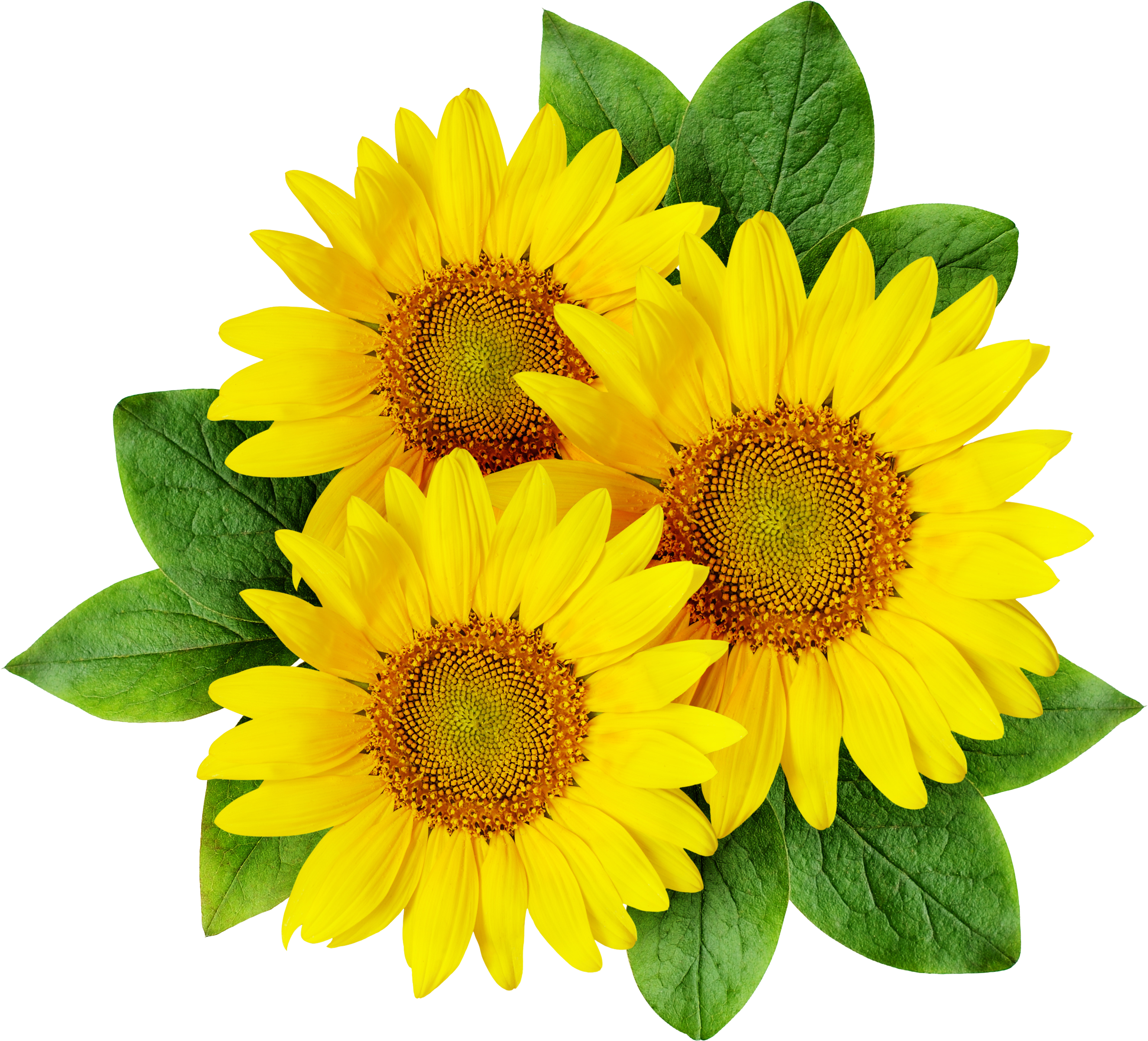 Common Sunflower Cartoon Sunflower Seed - Sun Flowers Png Logo (2968x2592)