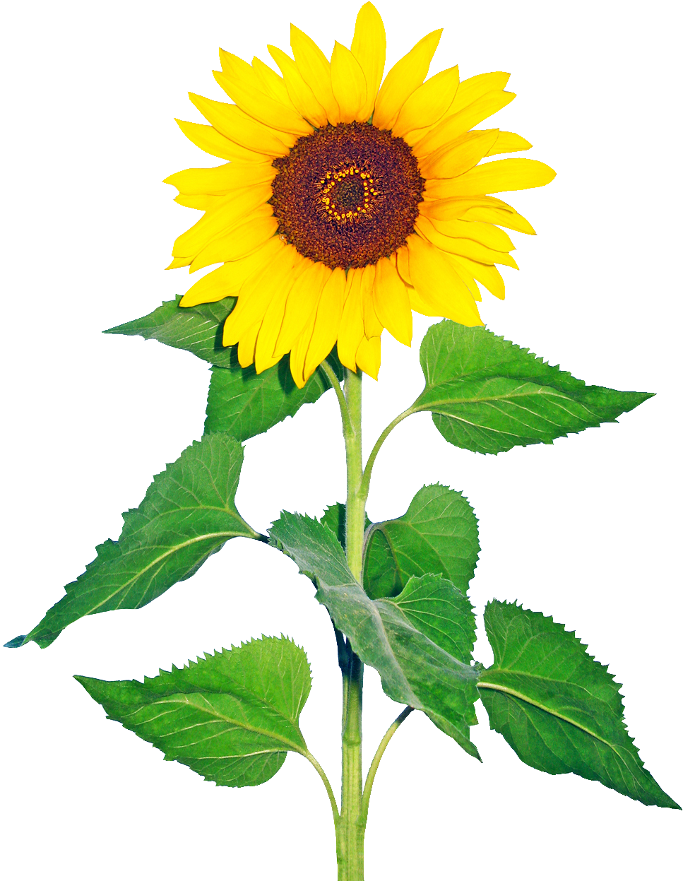 R - Sun Flower Images Png (1000x1350)