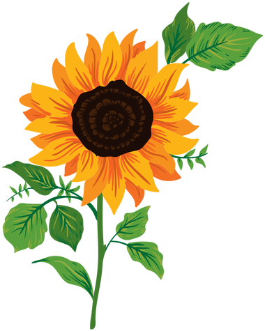 Sunflower Illustration Transparent Png - Sunflower Illustration Png (512x512)