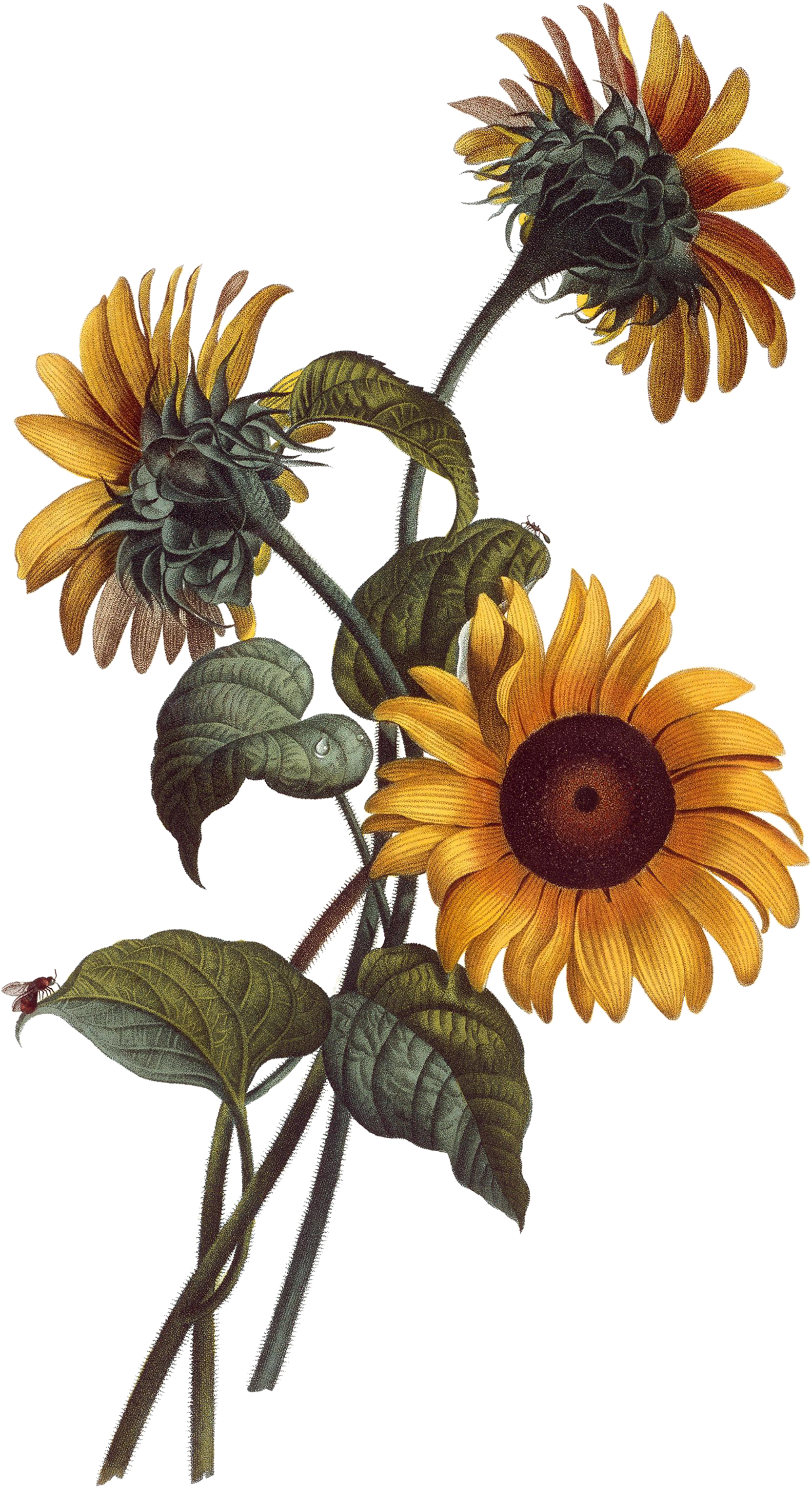 Common Sunflower Watercolor Painting Drawing Botanical - Sunflower Illustration (2134x3200)