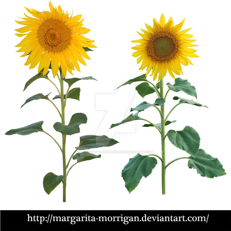 Sunflower By Margarita Morrigan Sunflower By Margarita - Sunflower Plant Png (900x918)