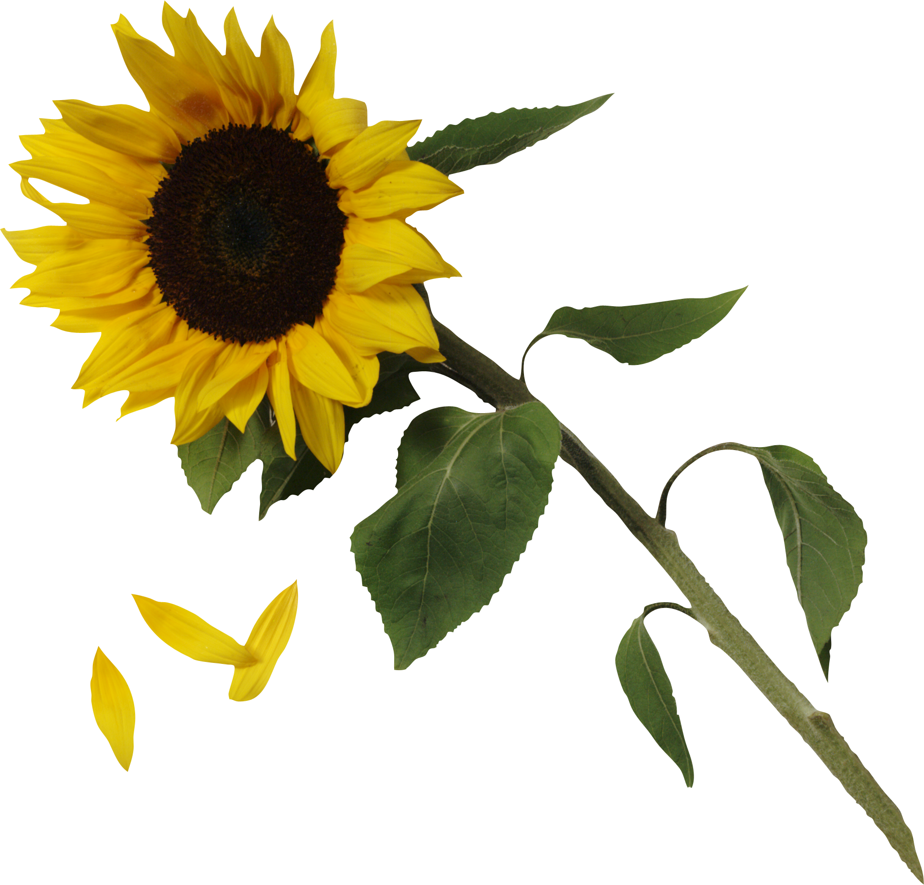 Sunflower Image Png Image - Sunflower Png (1901x1821)