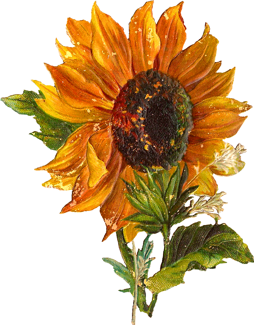 Digital Sunflower Downloads - Artificial Flower (986x1212)