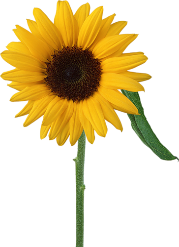 Narcyzy I Margaretki - Hola Pase A Saludarte (364x500)