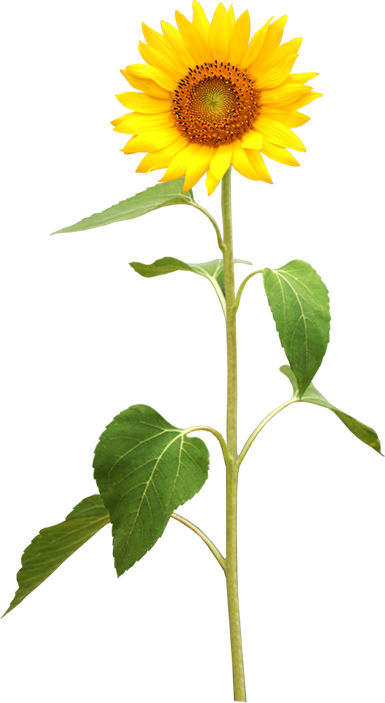 Common Sunflower Plant Stem Stock Photography - Excellent Shop Sunflowers Butterflies English Letters (385x703)