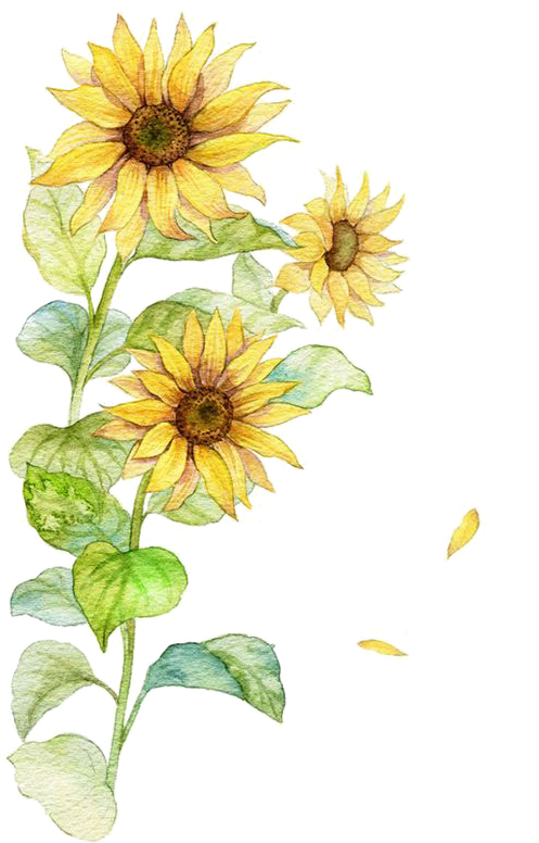 Common Sunflower Poster - Common Sunflower Poster (564x775)