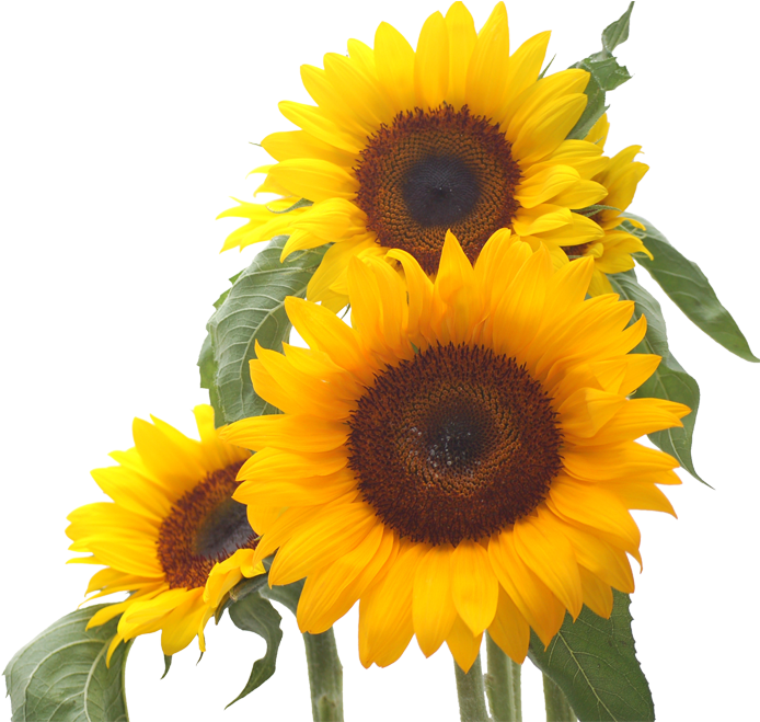 Common Sunflower Desktop Wallpaper Sunflower Seed - Common Sunflower Desktop Wallpaper Sunflower Seed (700x658)