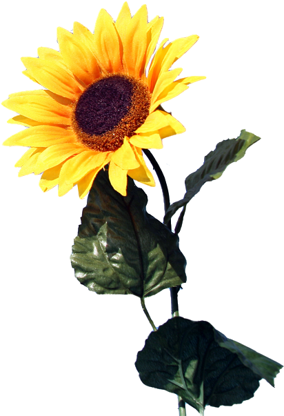 Common Sunflower Light Photovoltaics Solar Energy - Common Sunflower Light Photovoltaics Solar Energy (531x647)