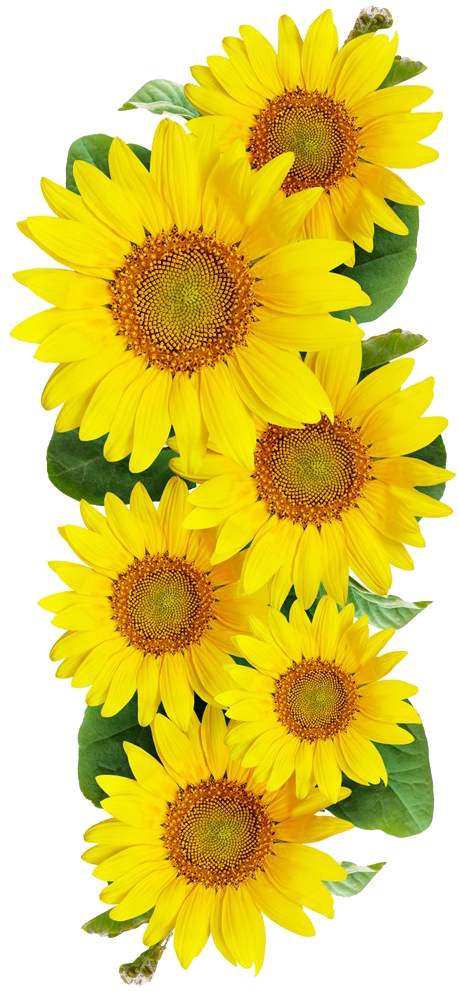 Common Sunflower Photography - Common Sunflower Photography (540x1024)