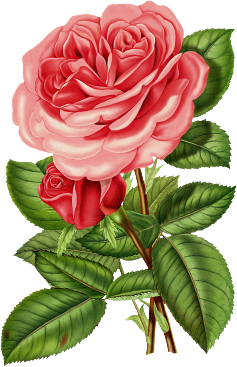 Red Rose Clipart Pink Rose - Supermensagens Net (968x1496)
