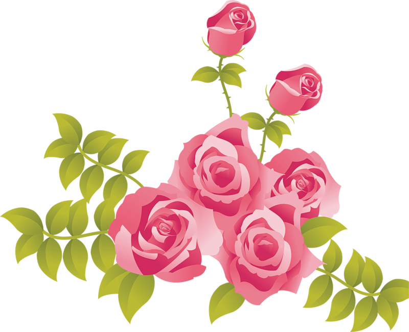 Rose Clipart Pink Rose - Pink Roses Clipart Png (800x650)