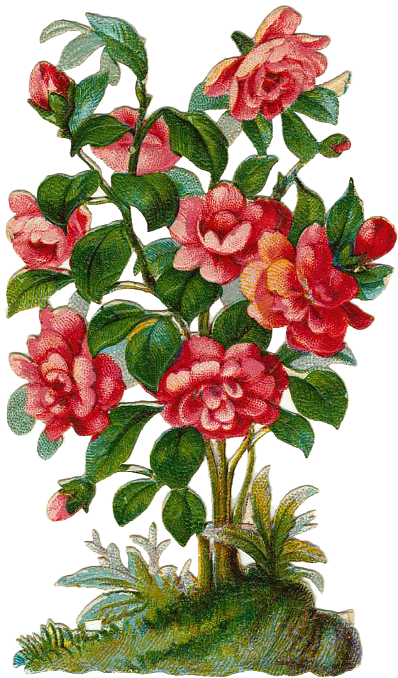 Scrap Cliparts - Rose Bush Clipart (600x967)