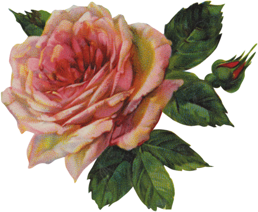 77,208 Pink Rose Stock Vector Illustration And Royalty - Vintage Flowers Png Transparent (900x756)