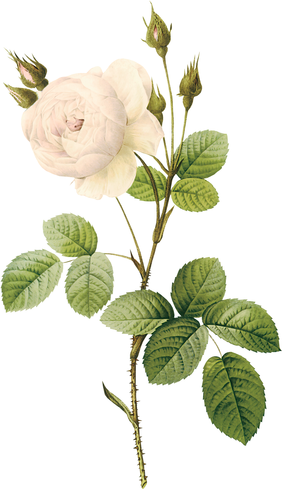 White Rose Clipart Real - Rose Botanical Illustration (1000x1710)