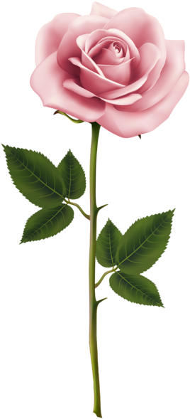 Pink Rose Png Clip Art Image - Shabby Restore Mushroom Knob (280x600)