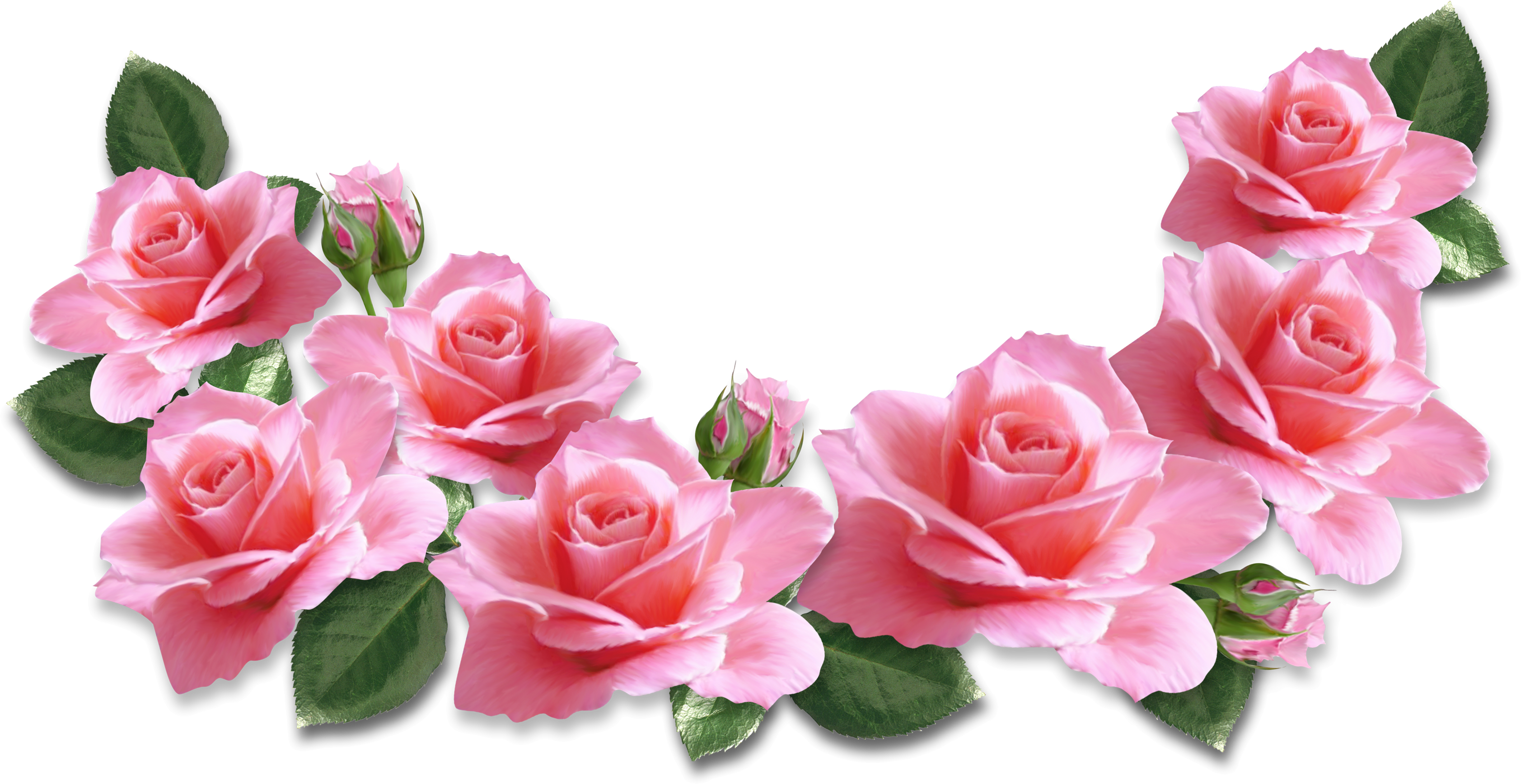 Top 76 Roses Clip Art - Rose Clip Art (3367x1737)
