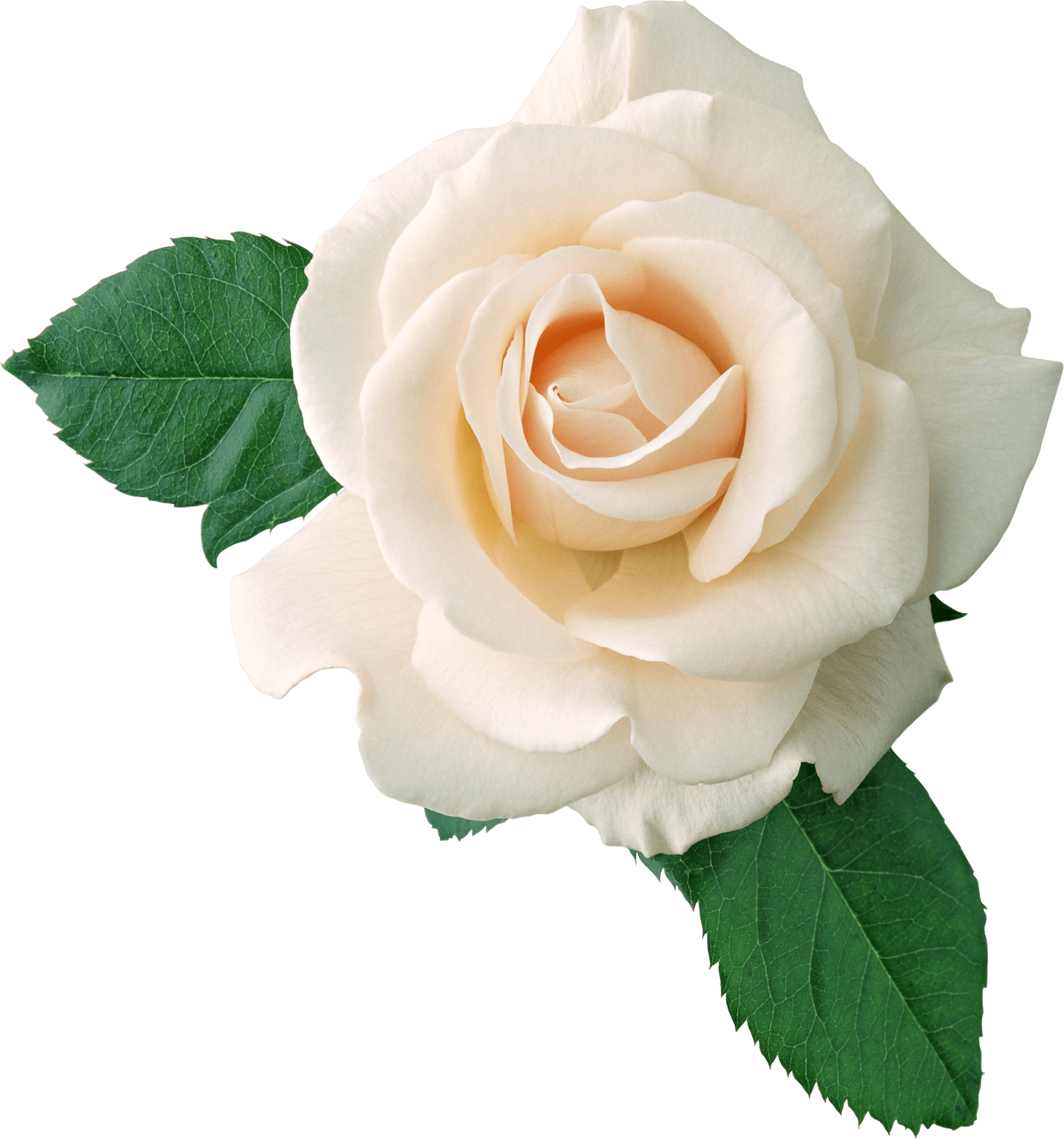 Elower Clipart Real - White Roses Transparent Background (1923x2059)