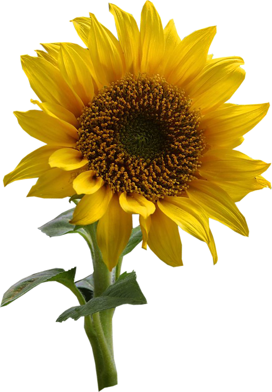 Tubes Fleurs Nurcan Cüceoğlu/emeksensin - Toilet Tattoos Tt-1901-r Sun Kissed Sunflowers Design, (556x800)