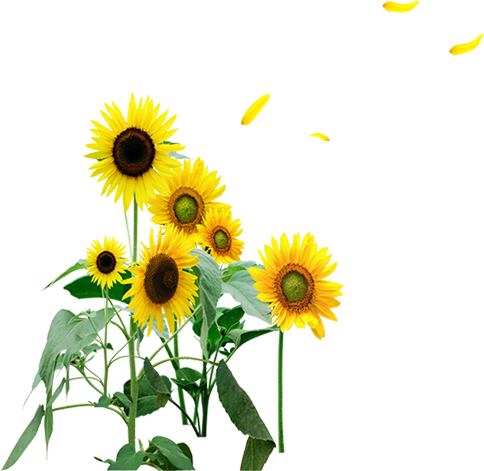 Sunflower 500*500 Transprent Png Free Download - Sunflower 500*500 Transprent Png Free Download (500x500)