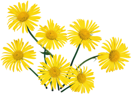 Fleur De Printemps - Rozne Kwiaty Png (500x355)