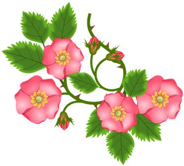 Rose Tendril, Bush Rose, Entwine, Branch - Rosenranke Clipart (385x340)