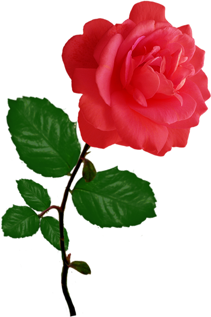 Red Rose Clipart Pink Rose - Red Rosas Clipart Png (494x655)