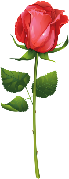 Rose With Stem Png Clip Art Image - Rose Vector (239x600)